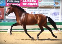 ENSUEÑO XVI DE Y. EL PRINCIPADO SUBCAMPEON DE MOVIMIENTOS Y SUBCAMPEON DE FUNCIONALIDAD DEL CONCURSO