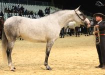 ESPARTANA HBM DE CONDESA DE BARDEAU BRONCE EN YEGUAS DE 4 AÑOS