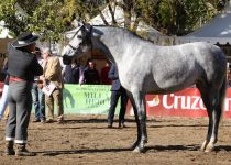 ESPARTANA HBM DE CONDESA DE BARDEAU ORO EN YEGUAS DE 4 AÑOS. PRESENTA J.M. TABLA