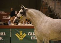 ESPARTANA HBM DE Y. CONDESA DE BARDEAU BRONCE EN YEGUAS DE 4 AÑOS