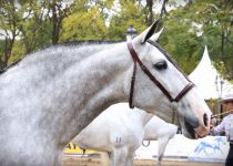 ESPARTANA HBM DE Y. CONDESA DE BARDEAU SUBCAMPEONA SERVA 2016