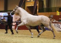 FER MAGIC  DE PRE CABALLOS. SEPTIMA POSICION DE POTROS DE TRES AÑOS