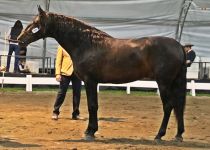 FILOSOFIA X DE RANCHO EL ROCIO PLATA EN POTROS DE TRES AÑOS