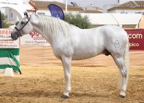 GALILEO YQ DE Y. DEL CARMEN SUBCAMPEON DEL CONCURSO