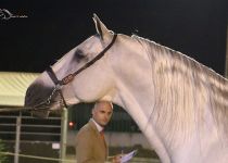 GALILEO YQ DE YEGUADA DEL CARMEN SUBCAMPEON DEL CONCURSO