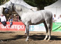 GUAPITO VAR DE JOSE MARIA ANGUAS PLATA EN POTROS DE 3 AÑOS