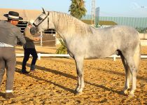 GUAPITO VAR DE Y. ANGUAS MEDINA CAMPEON JOVEN DLE CONCURSO.  PRESENTA MANUEL MIRAIME