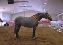 HECHURA MATER CAMPEONA DEL CONCURSO