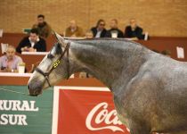 HECHURA MATER CAMPEONA DEL MUNDO EN POTRAS DE TRES AÑOS