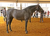 HECHURA MATER DE MATER CHRISTI CAMPEONA JOVEN DEL CONCURSO