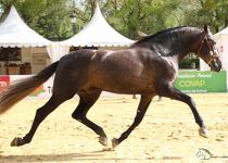 HISTORICO JB BRONCE EN POTROS DE 3 ANOS. Y. JIMENEZ BURGOS