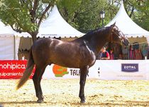 HISTORICO JB DE Y. JIMENEZ BURGOS BRONCE EN POTROS DE TRES ANOS