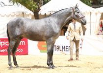 HOSADO DE TRUJILLO CAMPEON JOVEN DEL CONCURSO. PRESENTA CARLOS ROMERO(1)