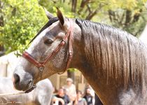 HOSADO DE TRUJILLO CAMPEON JOVEN DEL CONRUSO