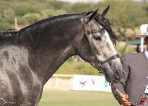 INDIO VIEJO YGS BRONCE POTROS DE DOS AÑOS