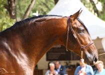 ISIDORO PULI DE GANADERIA LUGASA SL. SUBCAMPEON JOVEN DEL CONCURSO 15