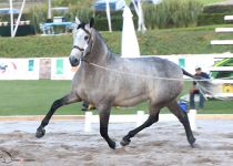 JOSEFA II DE LA GAVIA ORO Y MEJORES MOVIMIENTOS EN POTRAS DE TRES AÑOS