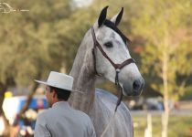 JOSEFA II LA GAVIA CAMPEONA JOVEN DEL CONCURSO