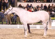 JUDIA YAM CORTIJO DE LA Z. ORO EN YEGUAS DE 4 ANOS