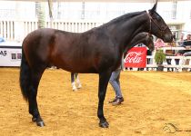 LICENCIADO SAL DE MANUEL SALGUERO SUBCAMPEON JOVEN DEL CONCURSO