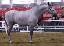 LLANERO DE MARTET DE Y. MARTET CAMPEON JOVEN DEL CONCURSO