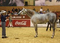 LUCIUS DE MARTET DE YEGUADA MARTET NOVENA POSICION EN POTROS DE TRES AÑOS