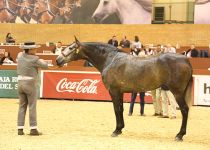 MABILEÑA DAV DE YEGUADA AC CAMPEONA DEL MUNDO EN YEGUAS DE 4 AÑOS PRESENTA EL MAESTRO MANUEL MIRAIME