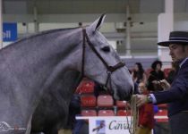 MALU DE MARTET DE Y .MARTET CAMPEONA JOVEN EQUIMUR 2017