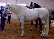 MARC ROCA Y FOCO IV. CAMPEON EQUIMUR 2017