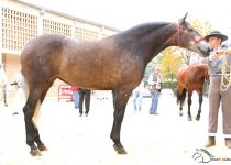 MAVILEÑA DAV DE Y. AC CAMPEONA DEL CONCURSO