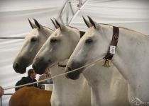 MEDALLA DE ORO EN COBRAS DE TRES YEGUAS PARA LAS MORERIAS