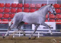 MEXICANO DE MARTET PLATA Y MEJORES MOVIMIENTOS EN POTROS DE DOS ANÞOS Y CAMPEON JOVEN DE MEJORES MOVIMIENTOS