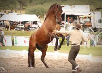 NEMO DE VIDA II DE VADETTO CAMPEON DEL CONCURSO Y CAMPEON ABSOLUTO DE FUNCIONALIDAD