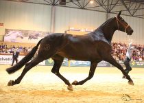 NOIA IV DE Y. MORAN CAMPEONA DEL MUNDO EN MOVIMIENTOS EN YEGUAS ADULTAS