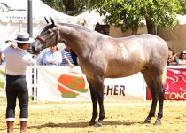 NORA SB DE SSAMDI BERNAL SUBCAMPEONA JOVEN