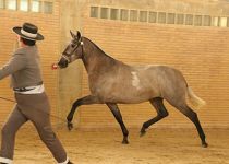 NORA SB DE Y. SSAMDI BERNAL ORO Y MEJORES MOVIMENTOS EN POTRAS DE 2 ANOS Y SUBCAMPEONA JOVEN EQUISUR