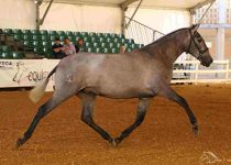 NORA SB SUBCAMPEONA JOVEN EQUISUR