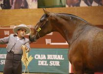 NR LIRONA DE YEGUADA EL ROMERITO CUARTA POSICION EN POTRAS DE TRES AÑOS