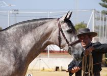 Napoleona VIII y. Condesa de Bardeau plata en yeguas de 4 años