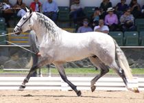 OBERLAND DE G. CARIDAD DEL COBRE CAMPEON JOVEN CENTROAMERICANO