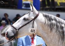 OBERLAND  DE CARIDAD DEL COBRE CAMPEON JOVEN CENTROAMERICANO