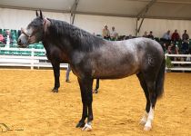 OLEAJE CB DE CONDESA DE BARDEAU CAMPEON JOVEN DEL CONCURSO