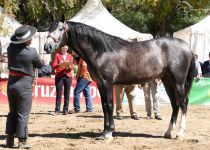 OLEAJE CB  YEGUADA CONDESA DE BARDEAU BRONCE EN POTROS DE 2 AÑOS