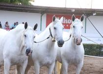 ORO EN COBRAS DE TRES YEGUAS PARA LA Y. VARA MUÑOZ CASILLAS