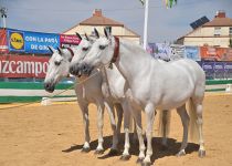 ORO EN COBRAS DE TRES YEGUAS SERGIO RAMOS