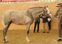 OXIDO DE VILAIRE DE JM ANGUAS MEDINA BRONCE EN POTROS DE DOS ANOS