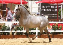 OXIDO DE VILAIRE DE Y ANGUAS MEDINA PLATA EN POTROS DE DOS ANOS