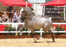 OXIDO DE VILAIRE DE Y ANGUAS MEDI NA PLATA EN POTROS DE DOS ANOS