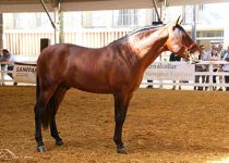 PALOMO XIV DE Y. HNOS BOHORQUEZ BENJUMEA CAMPEON JOVEN EQUISUR