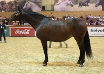 PANADERA LVIII DE MARIA FERNANDA DE LA ESCALERA CAMPEONA DEL MUNDO EN YEGUAS ADULTAS